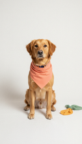 Peachy Coral Dog Bandana